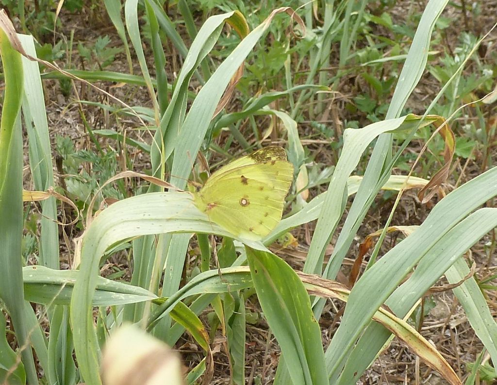 Colias?  S, Colias alfacariensis
